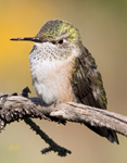 Broad Tailed Humming Bird 7674